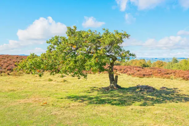 Photo of Bent oak tree