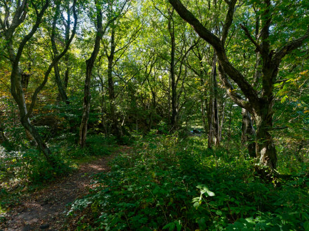 istock Through the dark woodland 1049346062