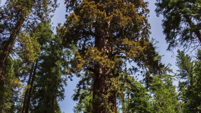 Yosemite National Park Nature, Landscape Hyperlapse Timelapse Giant Sequioa