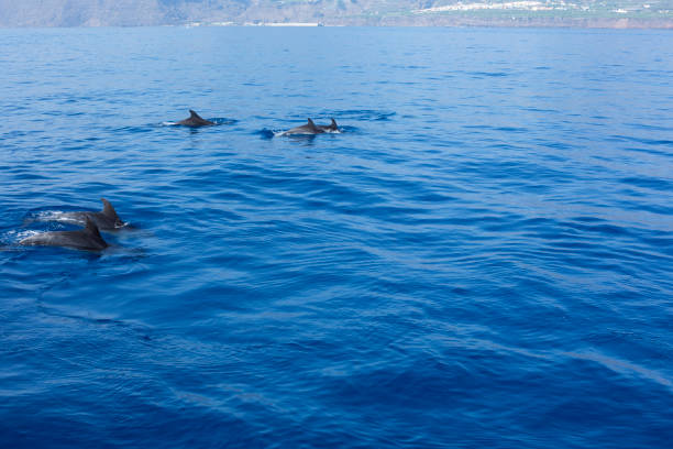 istock Wild dolphins swimming in the sea 1049349616