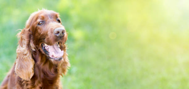 istock Happy smiling pet dog banner 1049354796