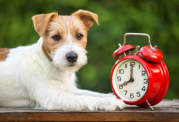 istock Obedient pet training - smart happy puppy 1049354826