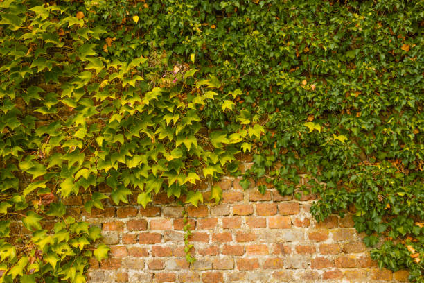 istock an arch of ivy 1049355192