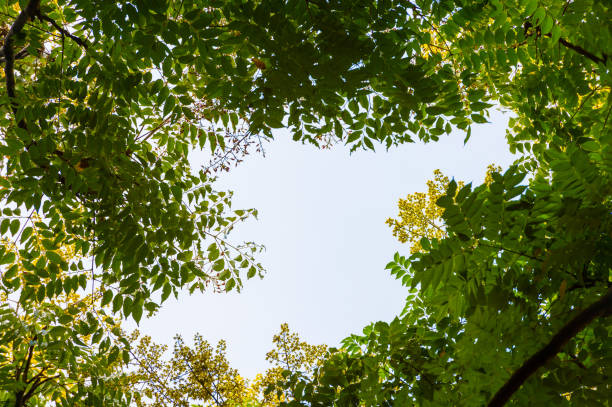 istock Top view with tree branch and blue sky 1049358310