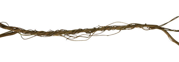istock Twisted wild liana jungle vine isolated on white background, clipping path included 1049362696