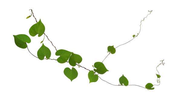 istock Heart shaped green leaf vines isolated on white background, clipping path included. 1049362842