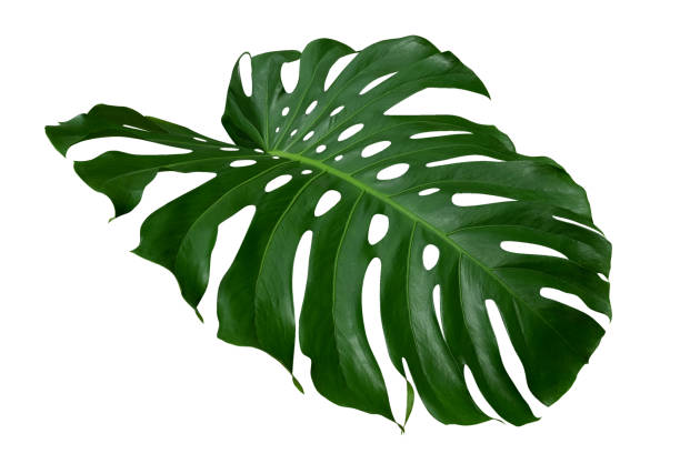 istock Monstera plant  leaf, the tropical evergreen vine isolated on white background, clipping path included 1049362930