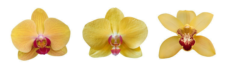 Yellow orchid flowers collection isolated on white background, clipping path included