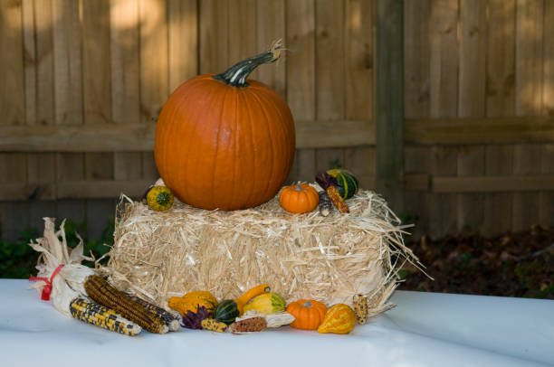 Harvest Pumpkin with Fence_3 Pumpkin with Gourds and Corn against Fence fence3 stock pictures, royalty-free photos & images