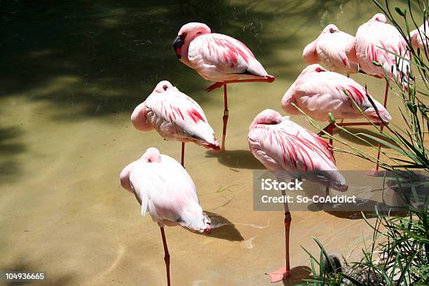 Photo libre de droit de Les Flamants Roses banque d'images et plus d'images libres de droit de Flamant - Flamant, Dormir, Colonie d'animaux