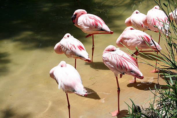 Pink Flamingos stock photo