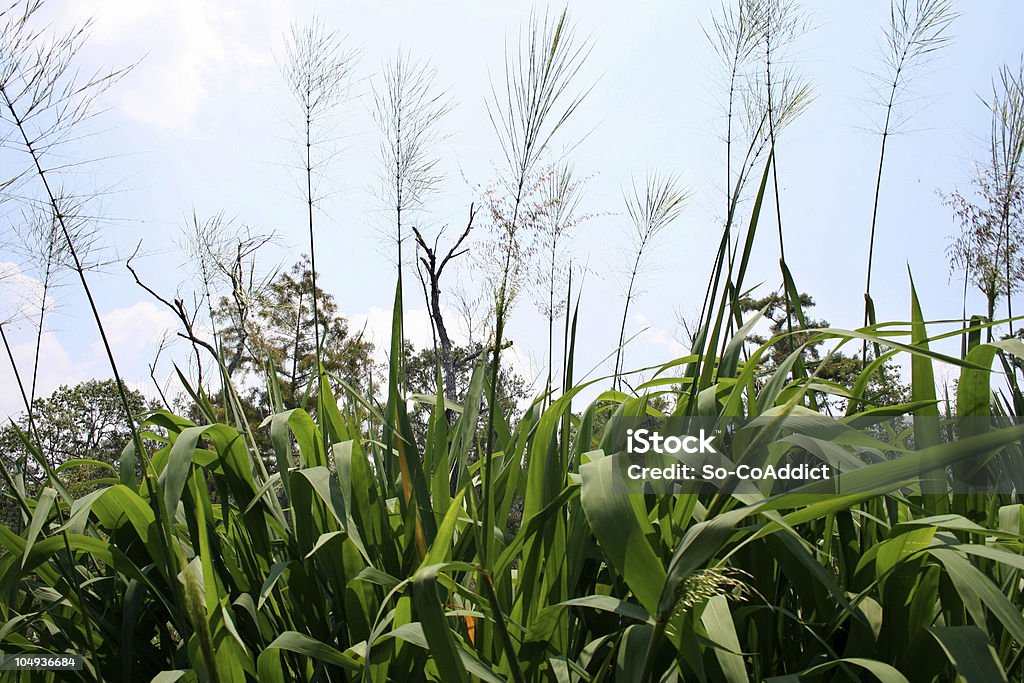 Louisiana Saw Grass Saw grass at the edge of a bayou in Louisiana, blowing in the breeze. Agricultural Field Stock Photo