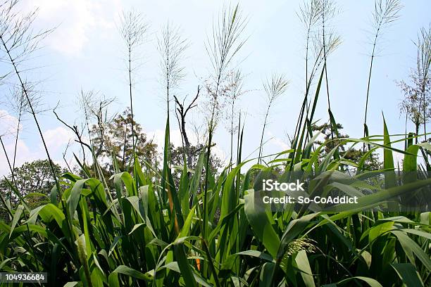 Louisiana Saw Grass Stock Photo - Download Image Now - Agricultural Field, Blade of Grass, Color Image