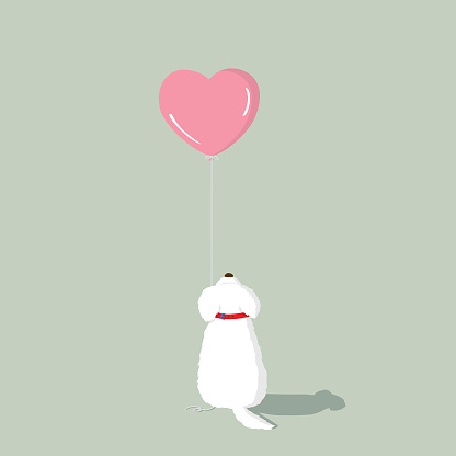 Maltese puppy with pink heart shape helium balloon