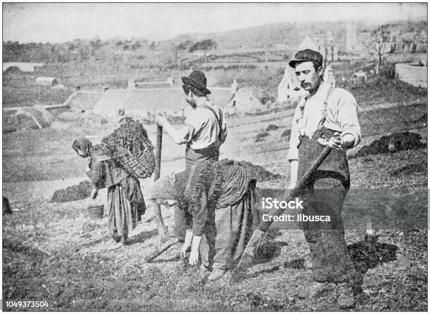 Antique Photograph Planting Potatoes In Skye Stock Illustration - Download Image Now - Farmer, Archival, Photograph