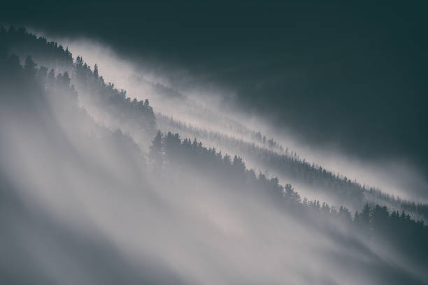 istock nature background with moody foggy forest 1049376524