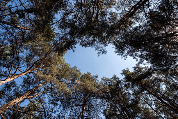 istock bottom view of pine trees with copy space on blue sky 1049376866