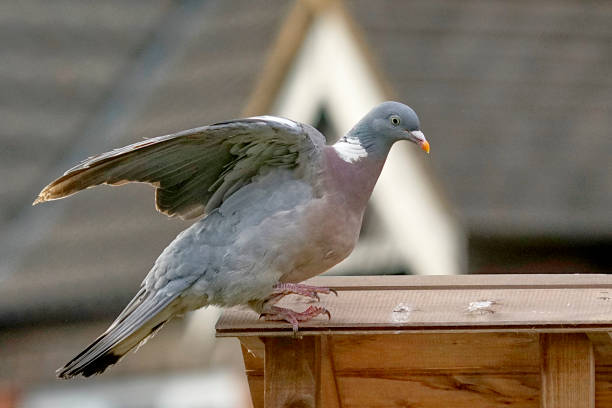 Close-up of a Wood Pigeon showing its beautiful pastel colors.