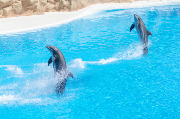istock some dolphins are jumping through the blue water 1049381760