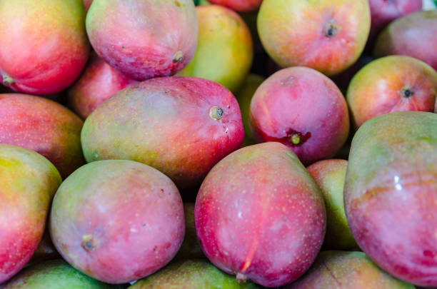 Closeup of many overripe ripe yellow baby mangoes in shop on retail display inside indoors of grocery food store