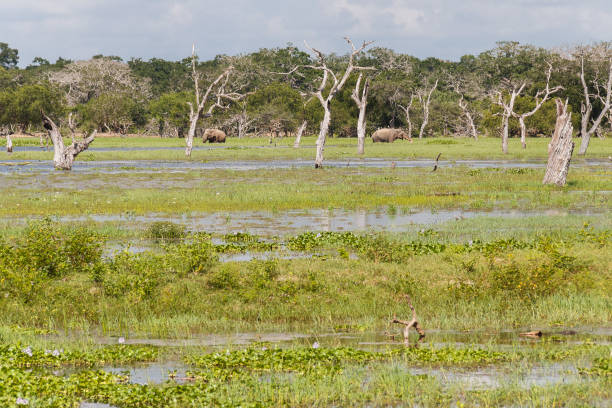 istock Wetland landscape, grass in the front and two elephants among trees 1049381860