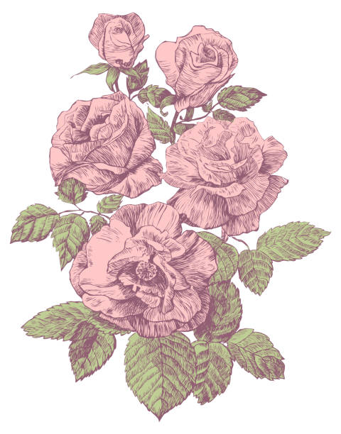 engraving rose vector illustration