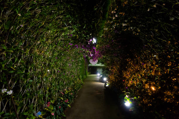 istock Tung garden in Chiang Rai 1049385392