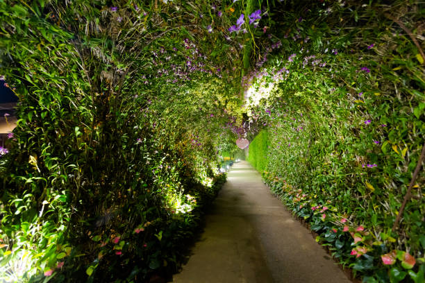 istock Tung garden in Chiang Rai 1049388732
