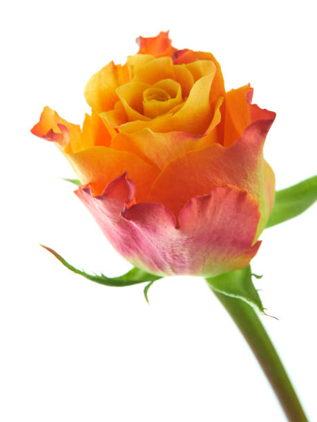 istock Multicolored orange and red rose isolated on wihte background 1049389160
