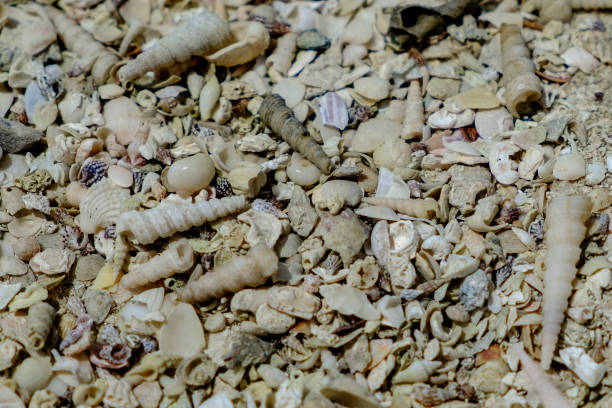 istock close up of many shells, on a beach, including whole, spiral shells 1049391974