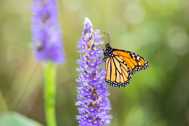 istock Monarch Butterfly On Purple Pickerel Rush Flower 1049395754
