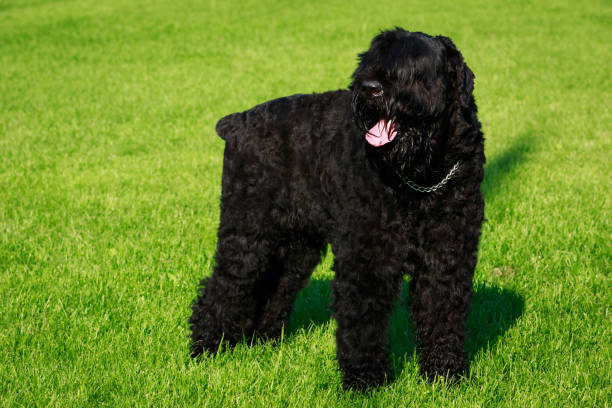 istock Dog breed Russian Black Terrier 1049396476