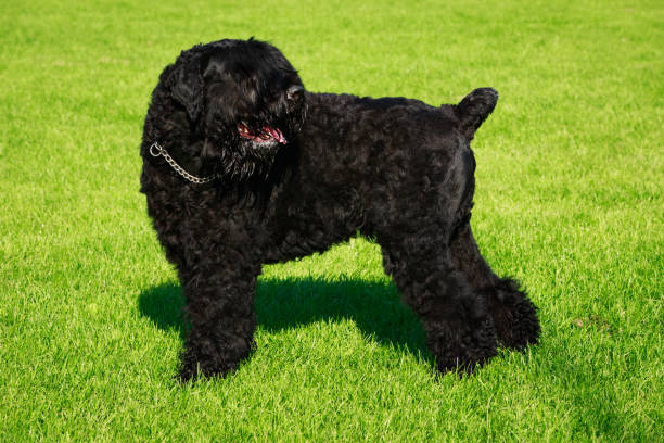 istock Dog breed Russian Black Terrier 1049396668