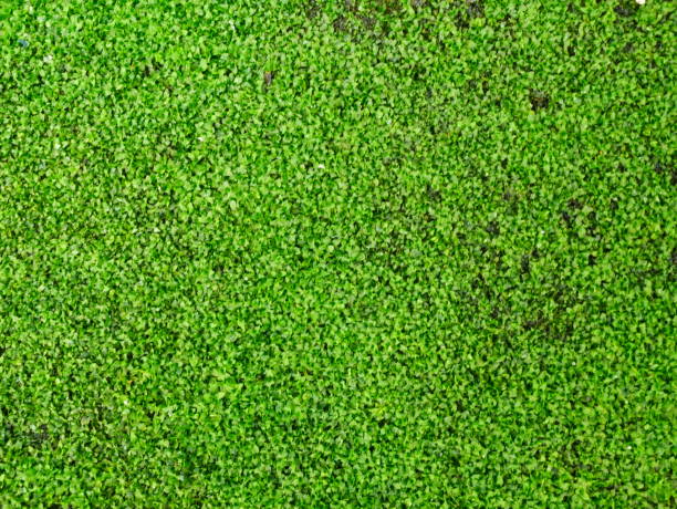 istock moss on old brick in the garden 1049396748
