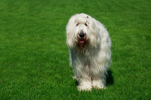 Dog breed South Russian Sheepdog stand on green grass