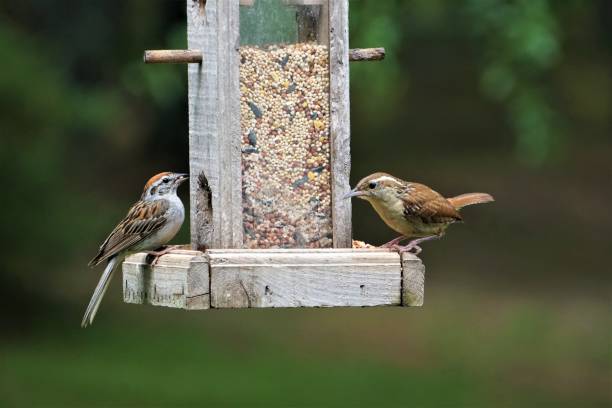 istock Carolina Wren and sparrow 1049400272