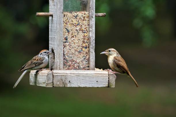 istock Carolina Wren and sparrow 1049400288