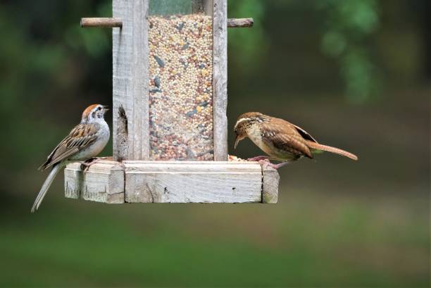 istock Carolina Wren and sparrow 1049400508