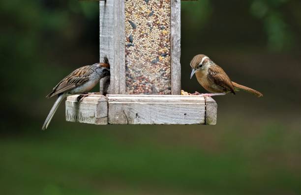 istock Carolina Wren and sparrow 1049400554