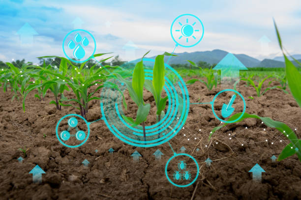 istock Growing young maize seedling in cultivated agricultural farm field with modern technology concepts 1049403638