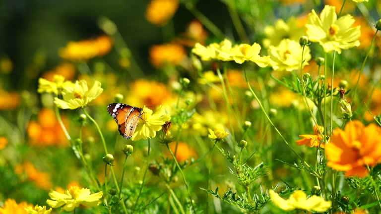 Butterfly on yellow flower