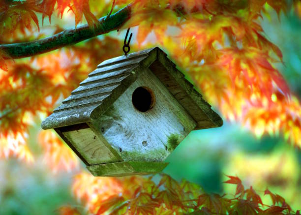 Small wood birdhouse hanging from a hook on a branch of an autumn foliage Japanese maple tree on Cape Cod, Massachusetts.