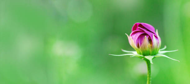 zarte kosmos blume auf grünem hintergrund jedoch unscharf. blühende blume in der natur. frisch geschlossenen knospe. selektiven fokus. - flower purple macro bud stock-fotos und bilder