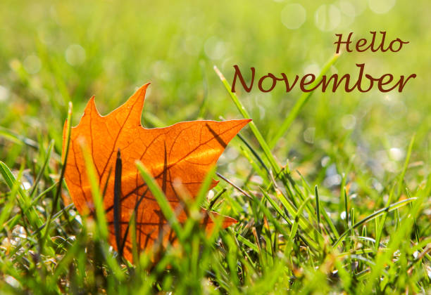 istock Lonely orange maple leaf lying in green grass wet from morning dew with lettering Hello November. Close-up. Beautiful natural bokeh. First sign of autumn coming. 1049415406