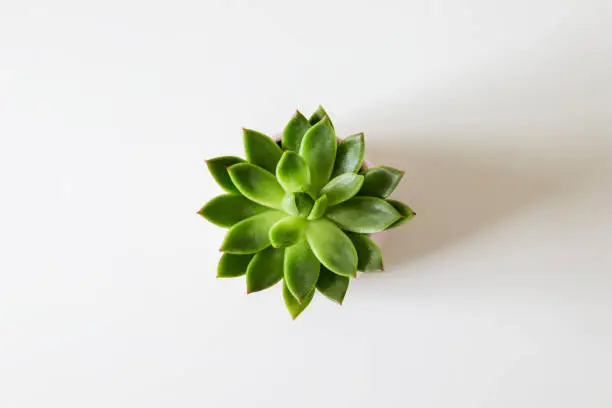Photo of Top view of green houseleek succulent on white background. Flat lay. Minimalism