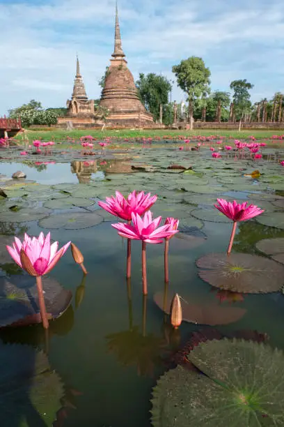 Pink lotus flowers with two antique buddhist stupas on the background in the historical park of sukhothai