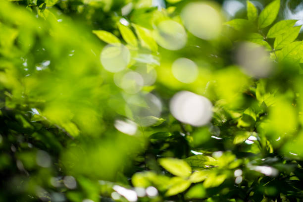istock Abstract nature Green leaf background and beautiful wallpaper. 1049423024
