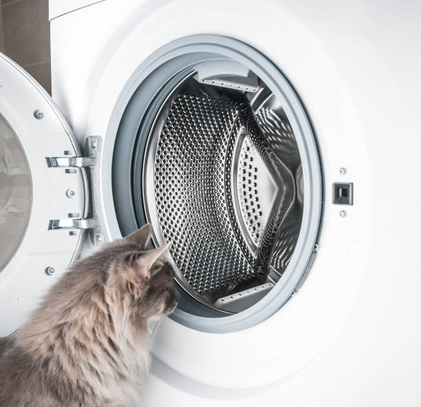 istock Washing machine and curious gray cat 1049425858