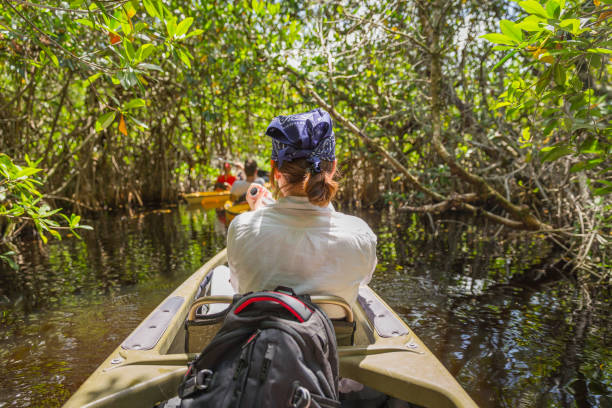 turismo en kayak en los manglares de everglades de la florida, estados unidos - parque nacional everglades fotografías e imágenes de stock