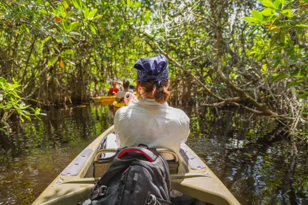 Tourist kayaking in mangrove forest in Everglades, Florida, USA